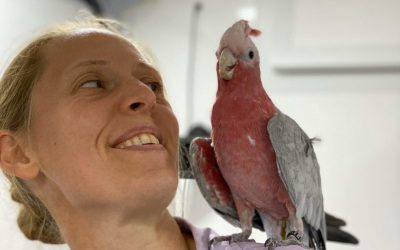 Introducing Skylarks Vets – Mobile and static veterinary clinic in Edenbridge